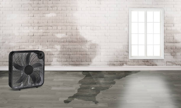 Best Carpet water damage restoration  in Dumont, NJ
